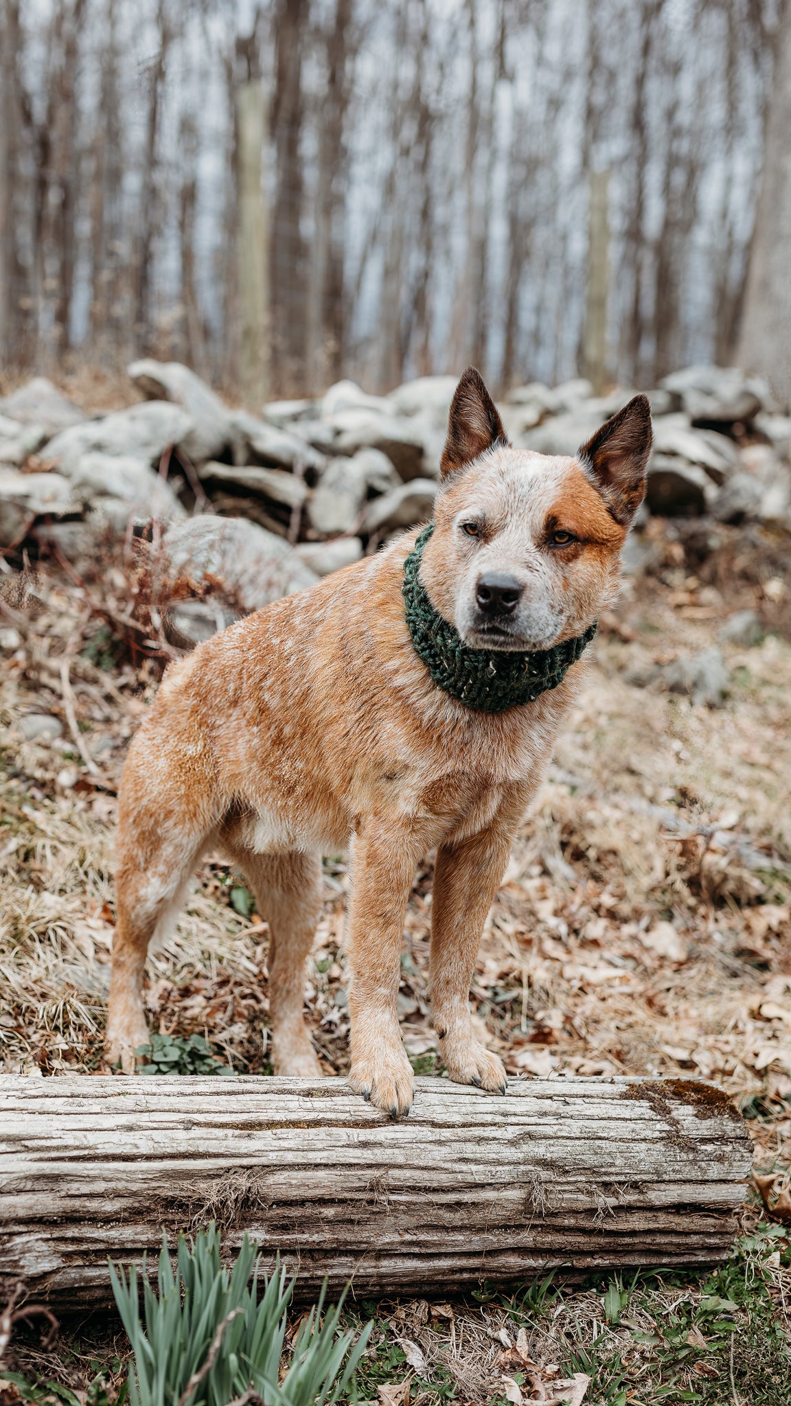 Classic Pet Cowl