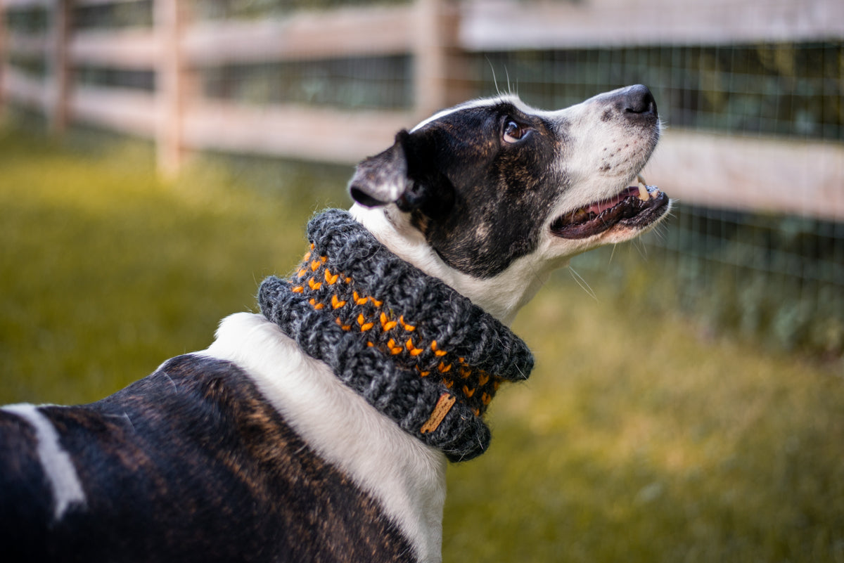 Little Heart Pet Cowl
