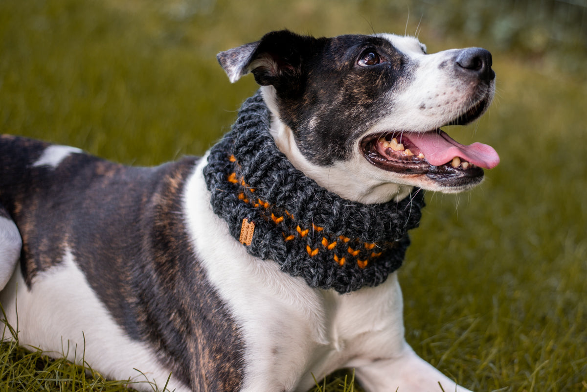 Little Heart Pet Cowl