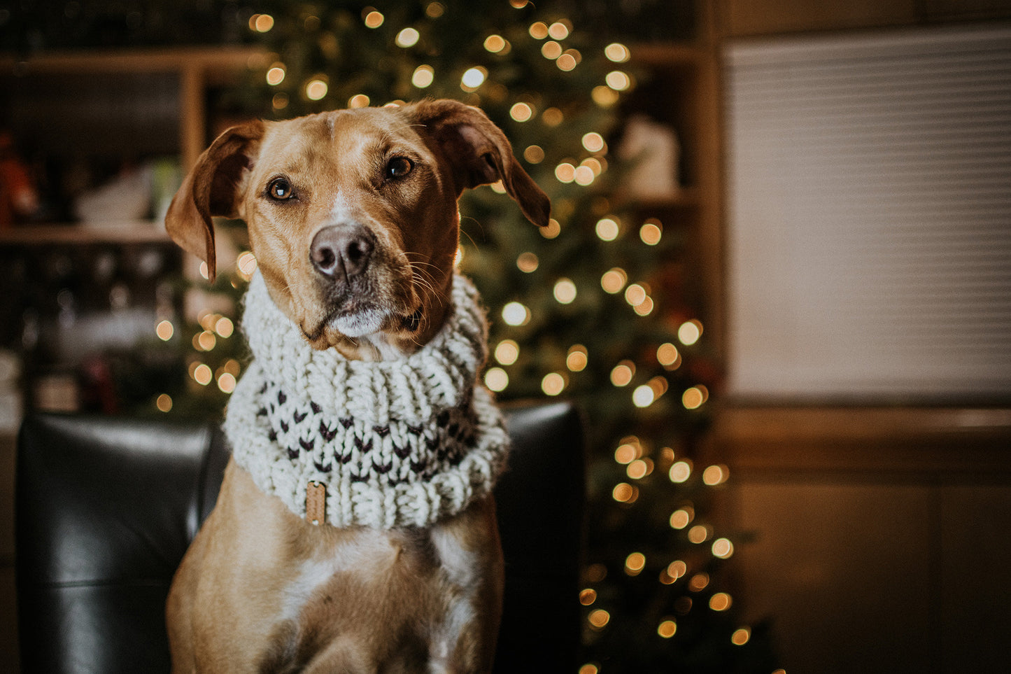 Little Heart Pet Cowl