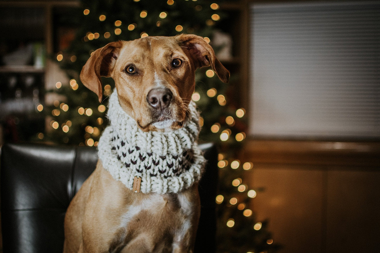 Little Heart Pet Cowl