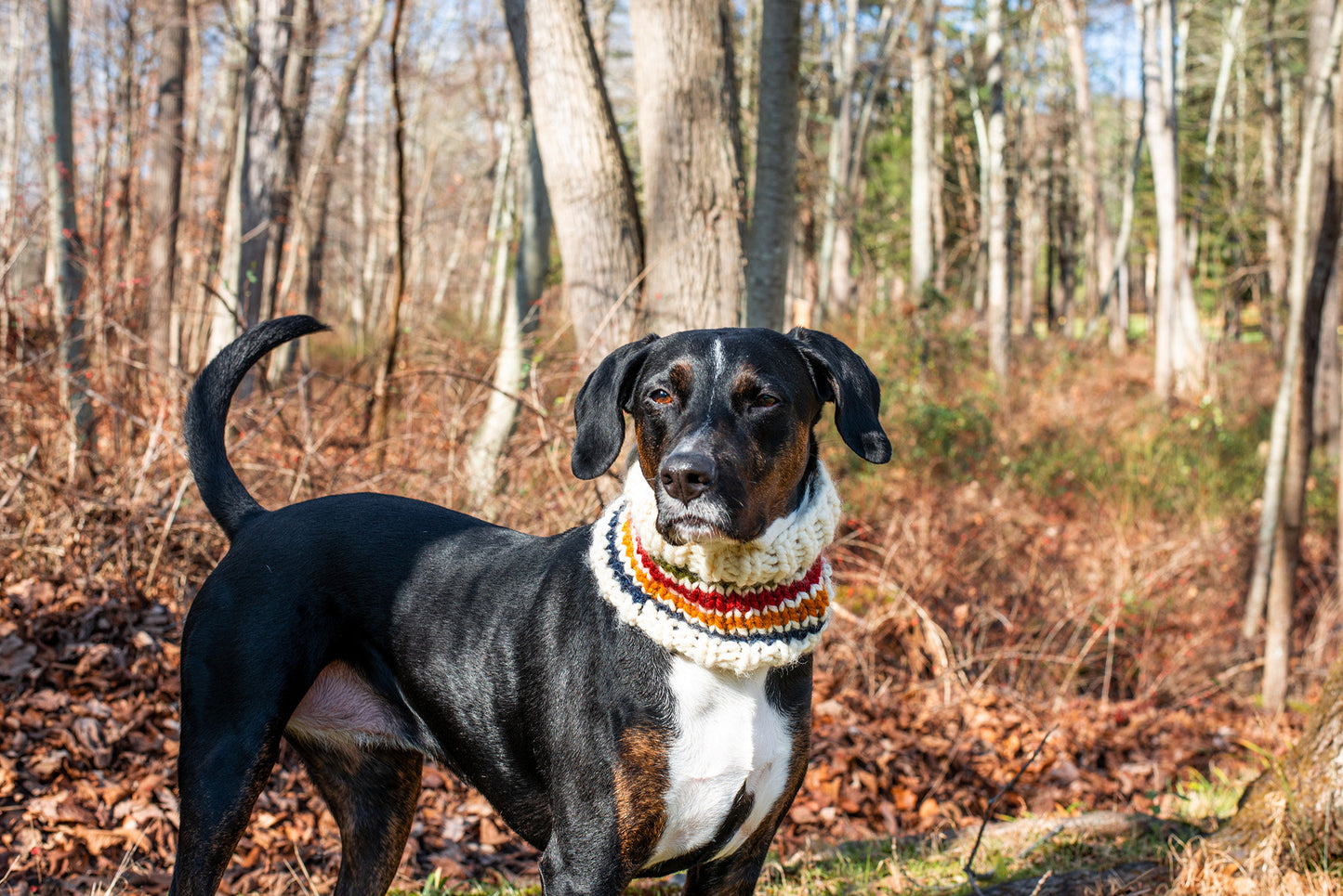Trademark Pet Cowl