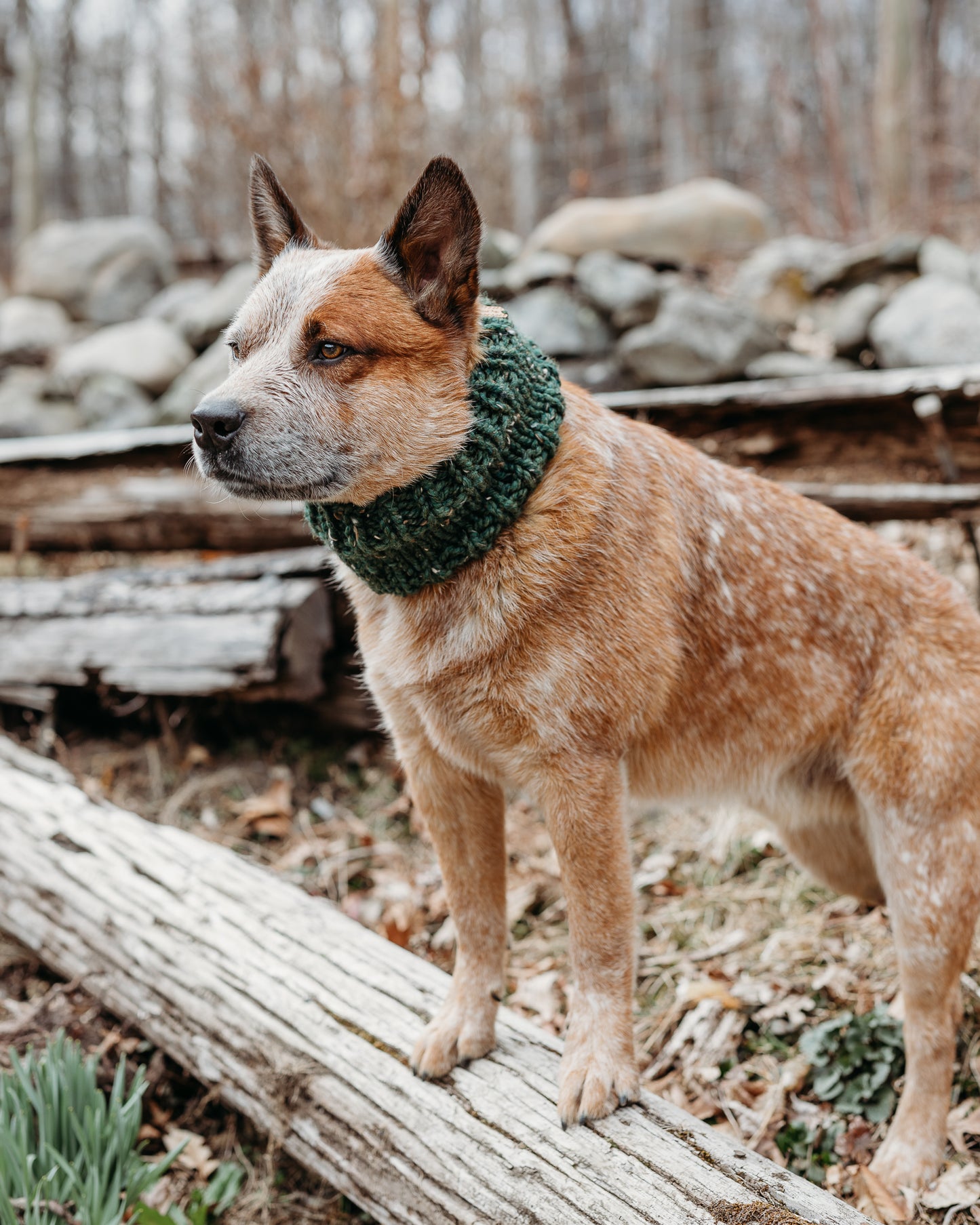 Classic Pet Cowl