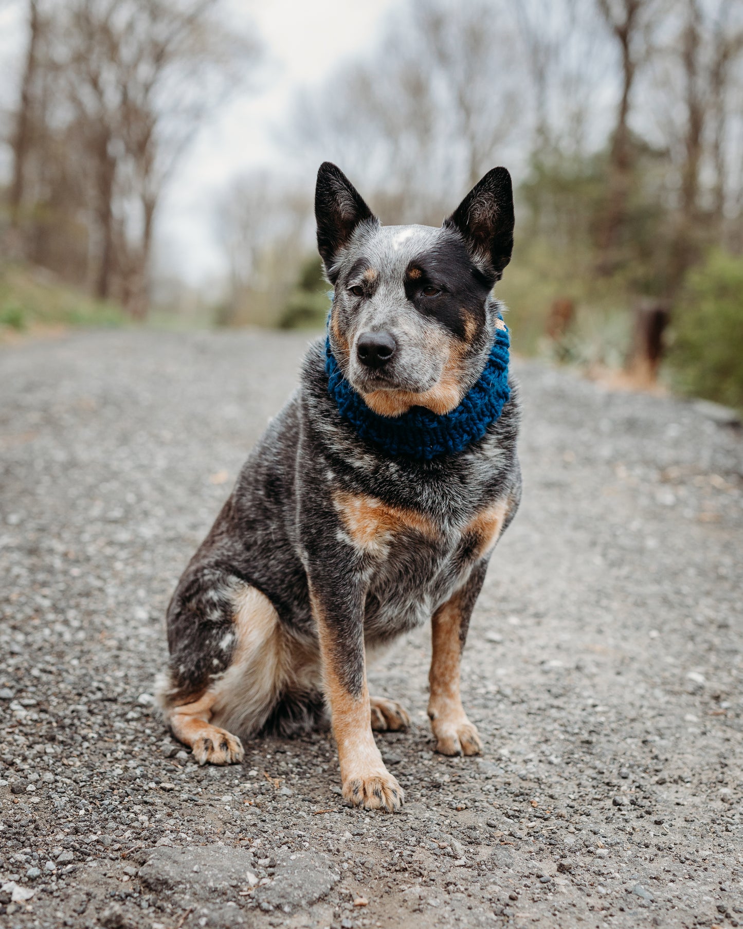 Classic Pet Cowl