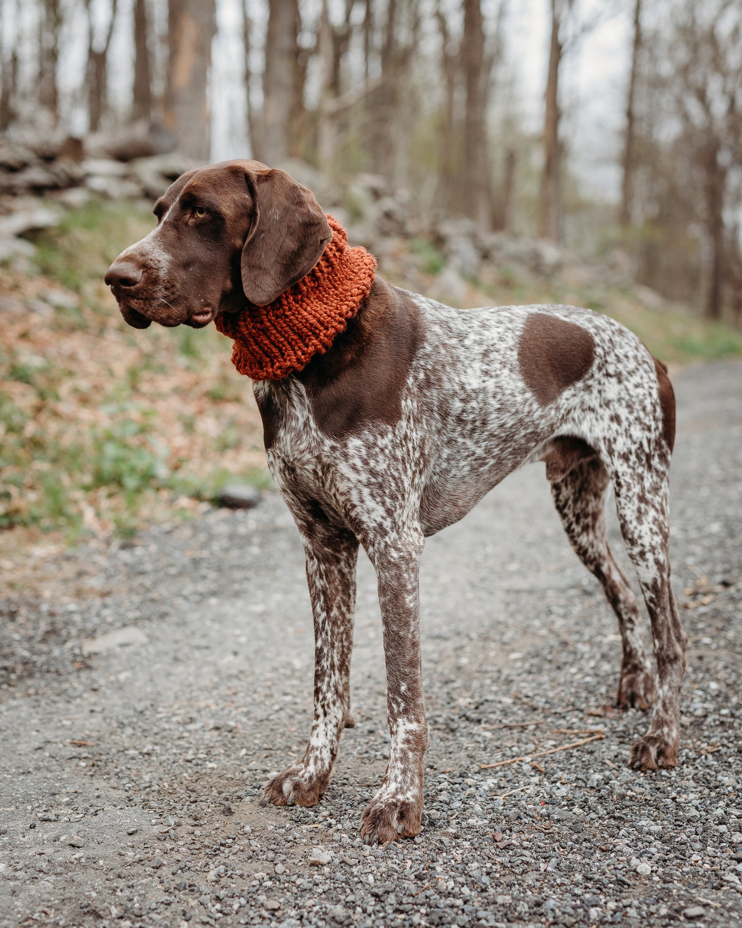 Classic Pet Cowl