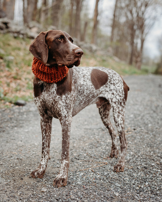 Classic Pet Cowl
