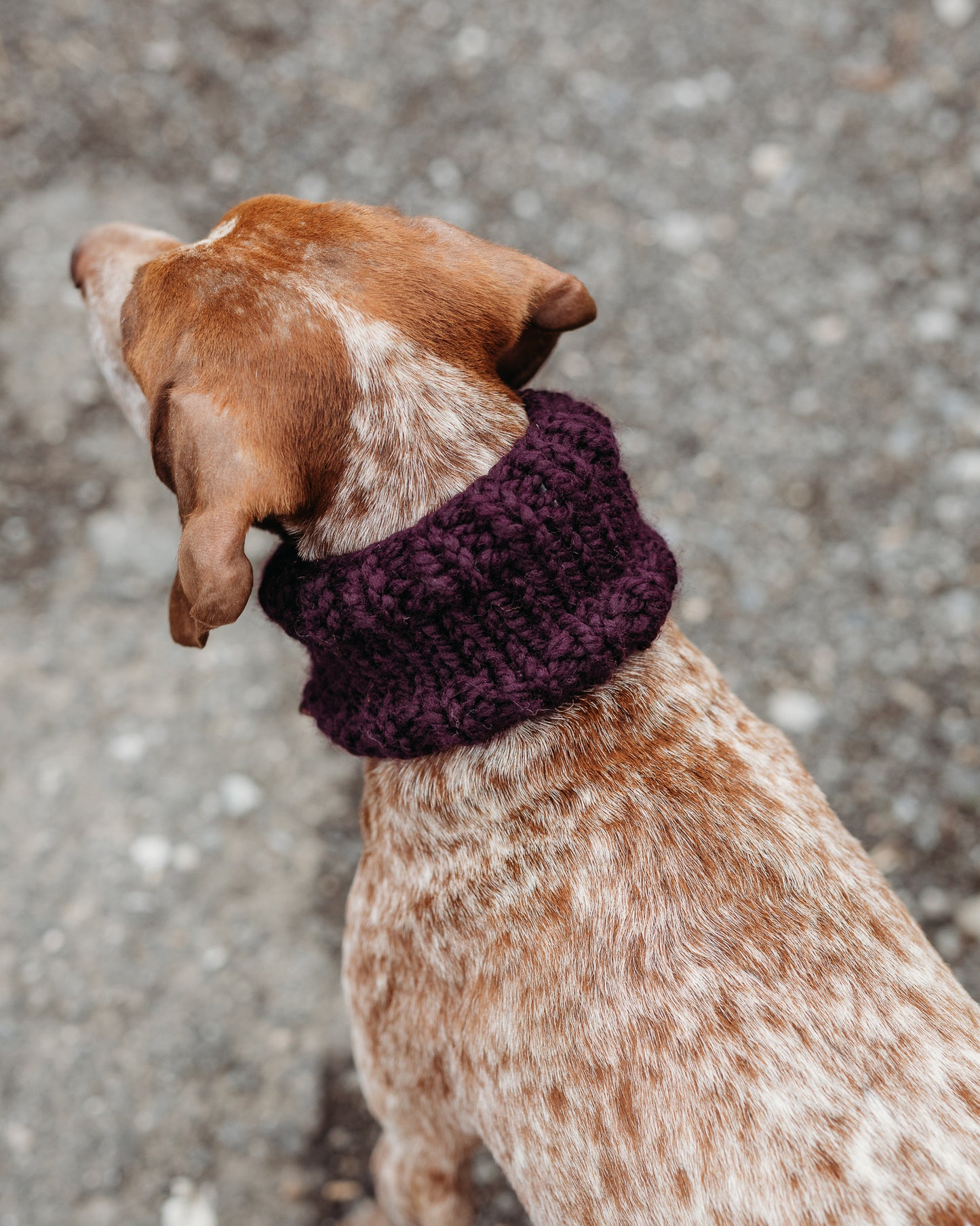 Classic Pet Cowl
