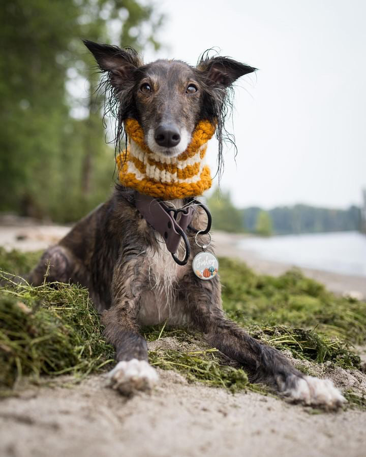 Checkered Pet Cowl