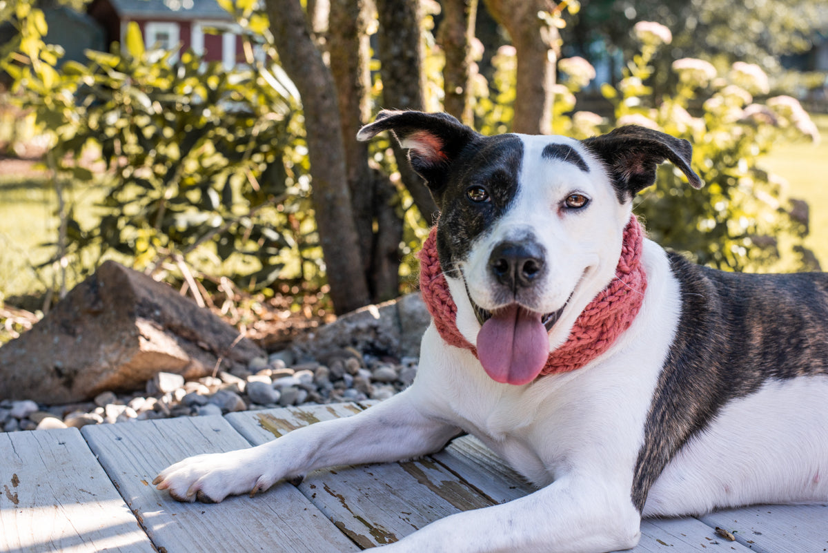 Braided Pet Cowl