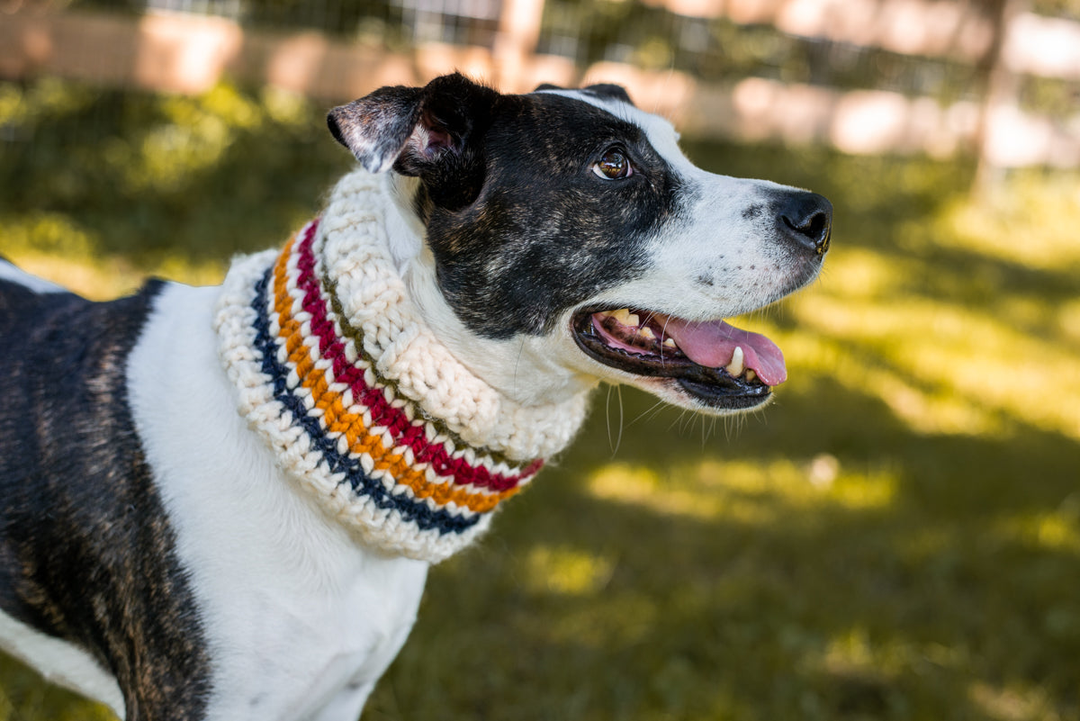 Trademark Pet Cowl