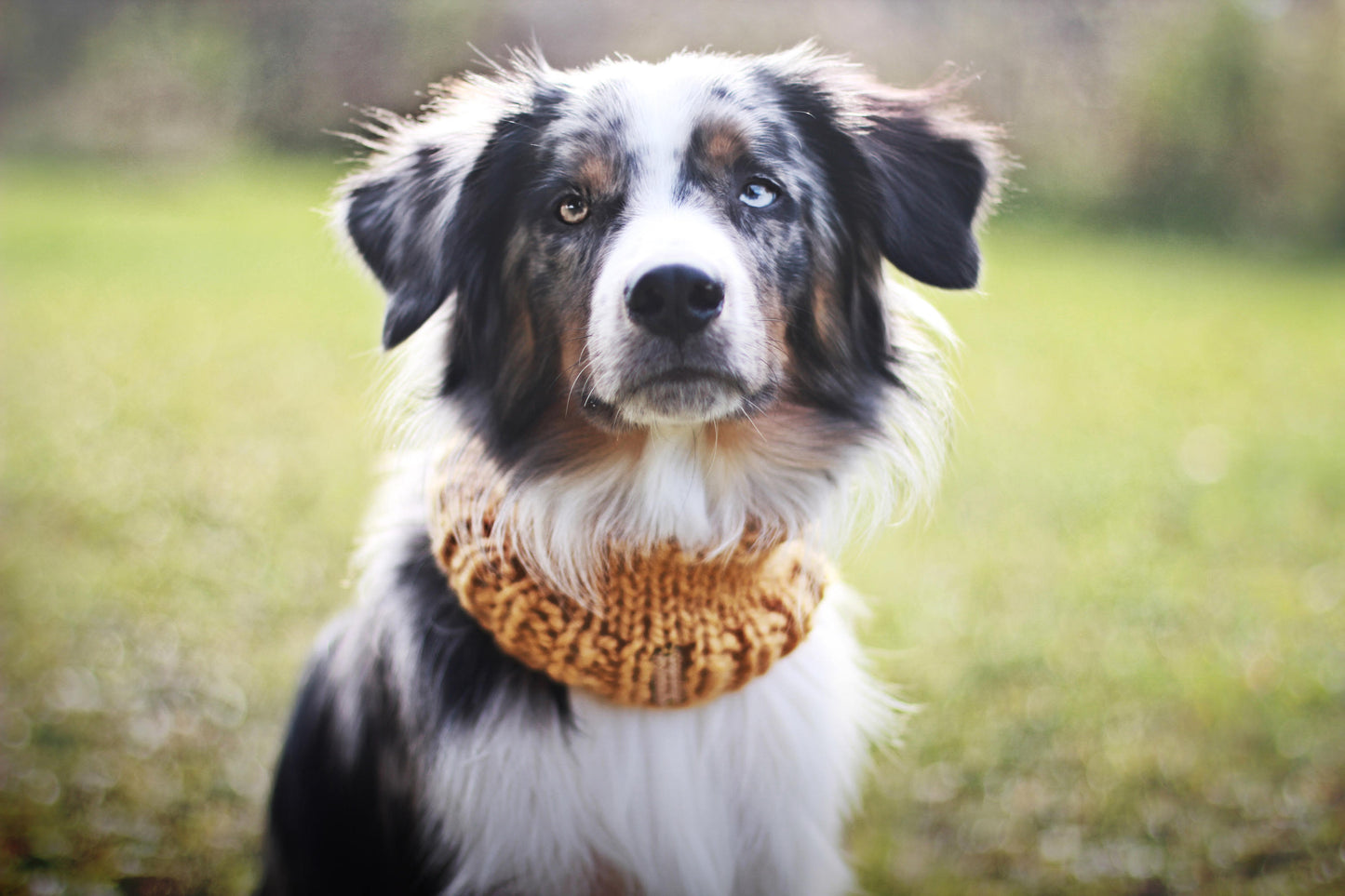 Classic Pet Cowl