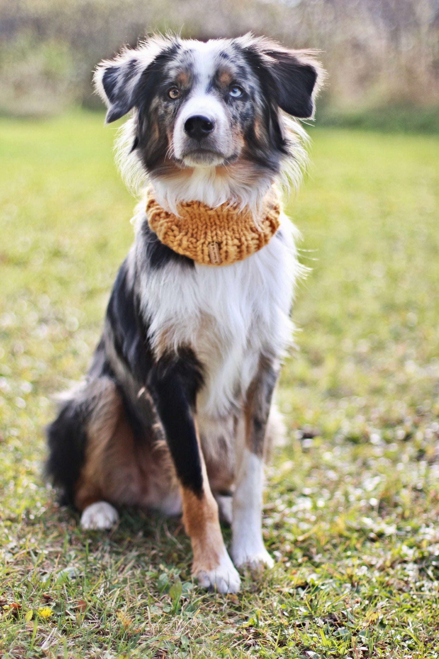 Classic Pet Cowl