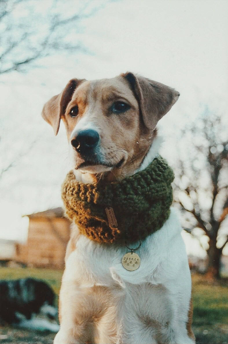 Braided Pet Cowl