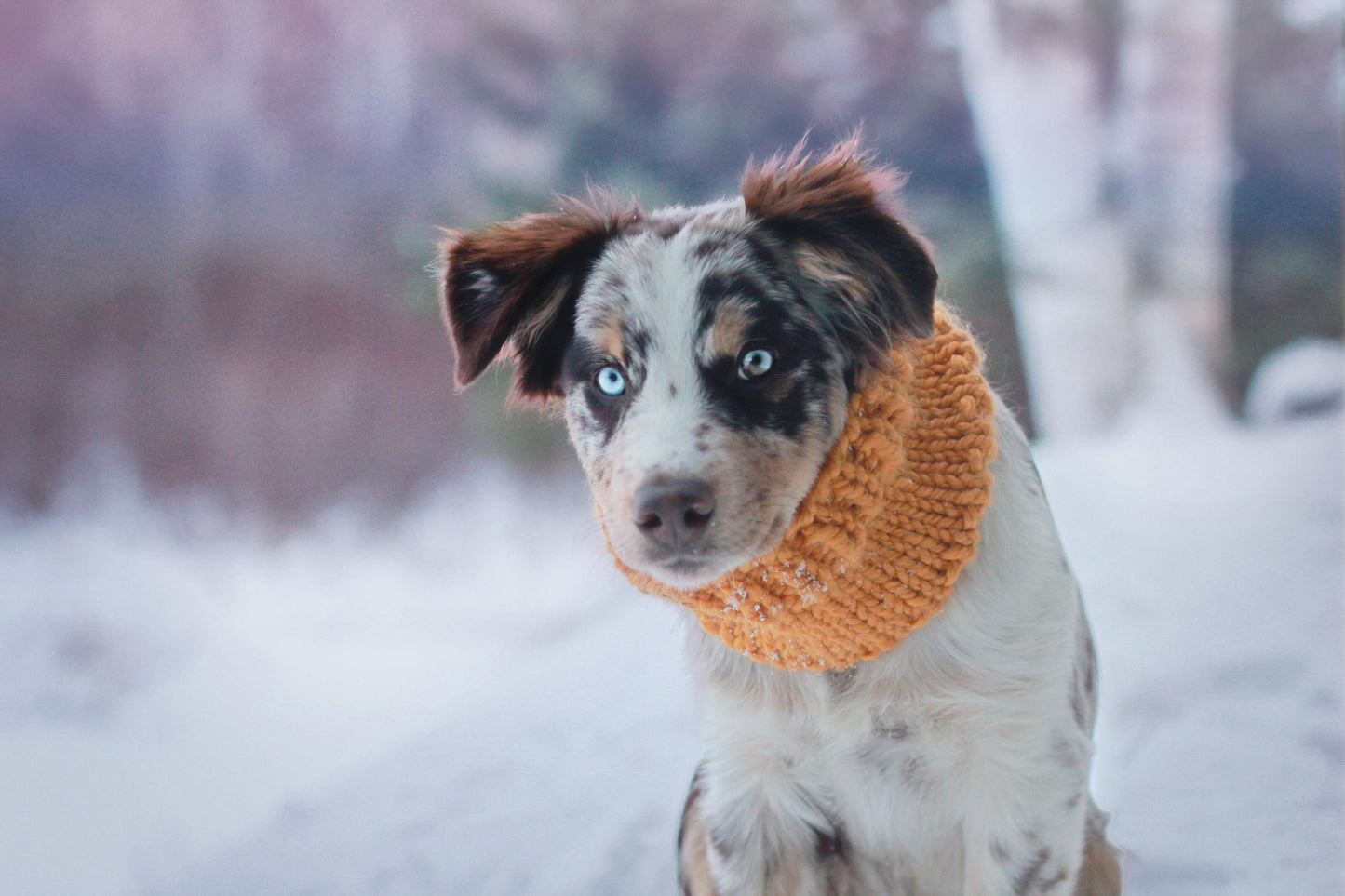 Classic Pet Cowl