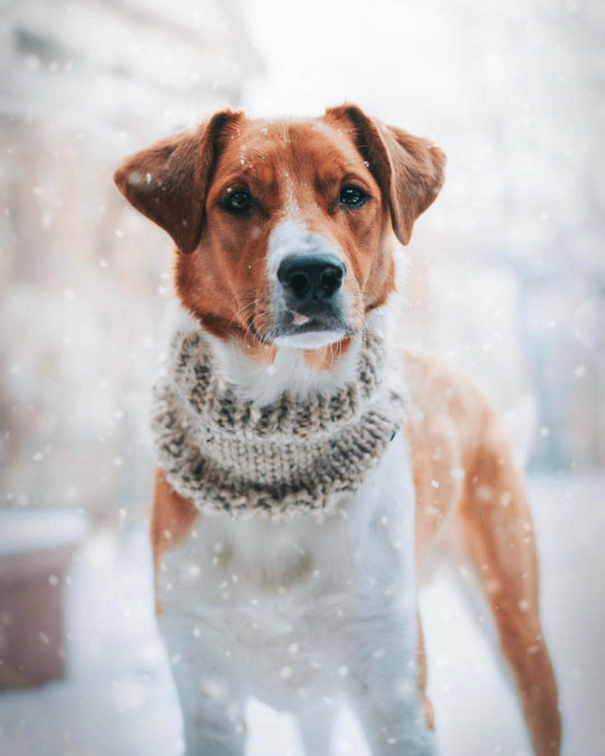 Classic Pet Cowl
