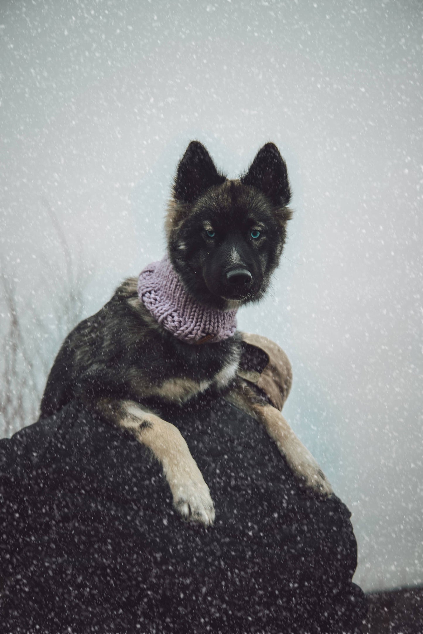 Classic Pet Cowl