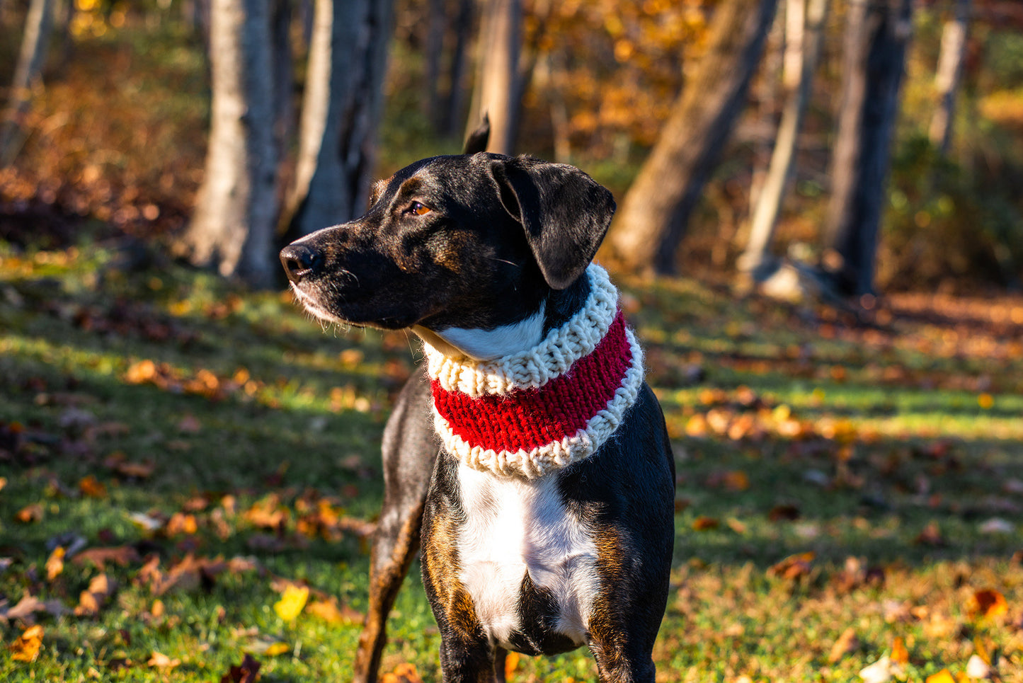 Santa Pet Cowl