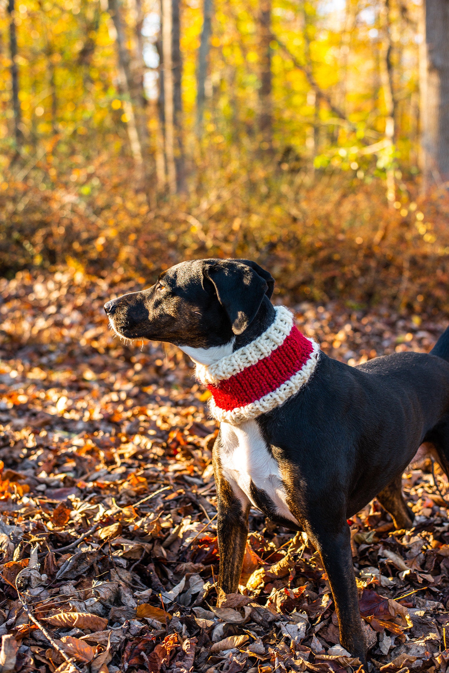 Santa Pet Cowl
