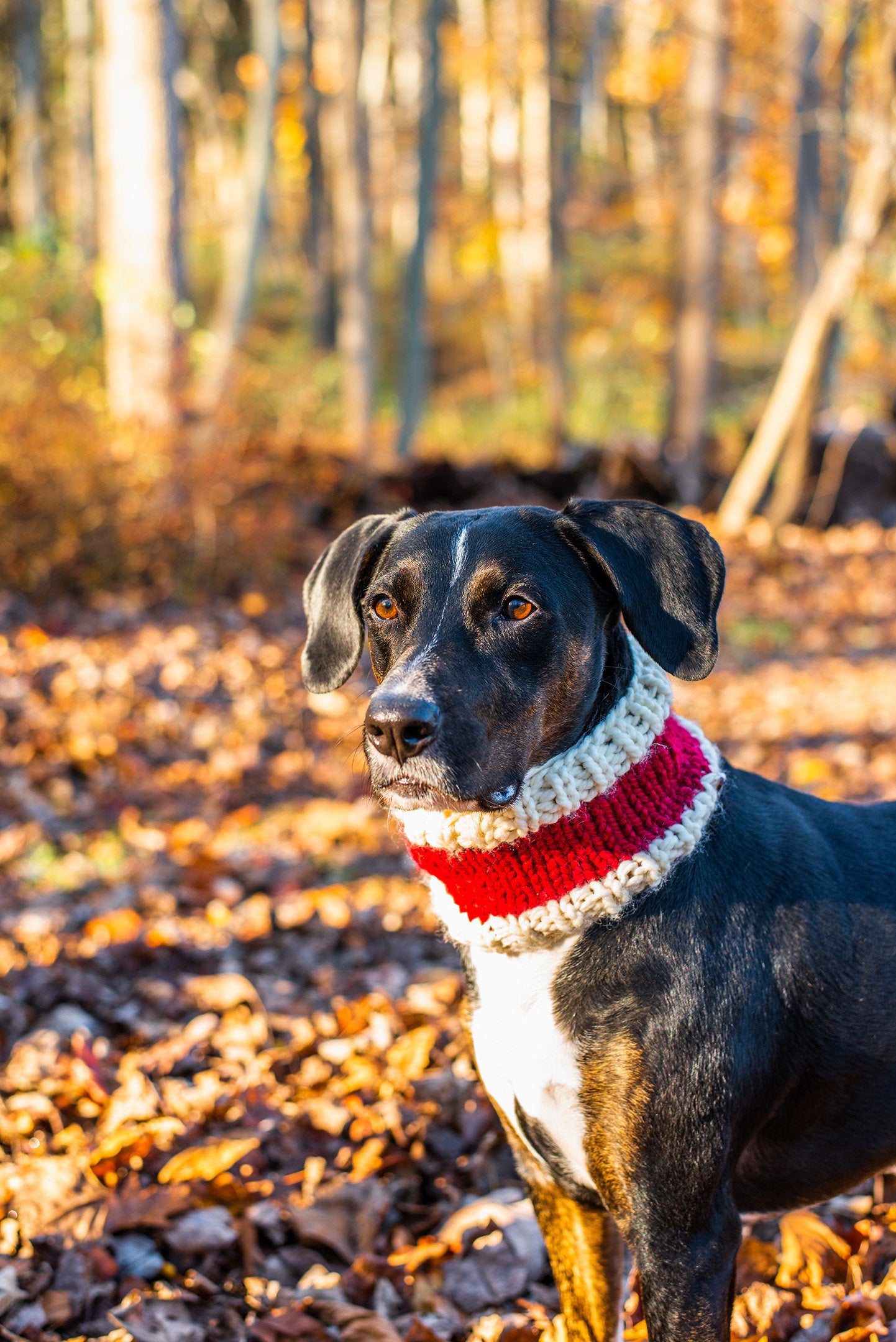 Santa Pet Cowl
